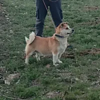 سگ نژاد دار