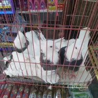 ۵ عدد کفتر طوقی سیاه|پرنده|مشهد, عامل|دیوار