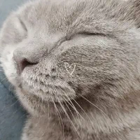 فروش گربه بریتیش