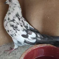 معاوضه انواع پرنده با مرغ عشق. عروس هلندی و کفتر|پرنده|رودهن, |دیوار