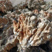 فروش سخر وددراک مخصوص آکواریوم آب شور