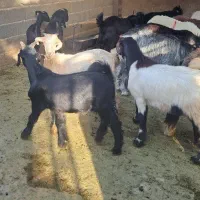 فروش گوسفند زنده بره و کهره بشرط پخت