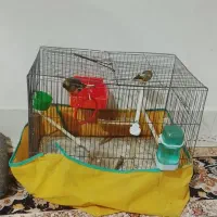 پرنده|پرنده|کوهدشت, |دیوار