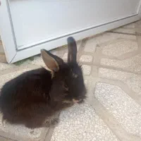 خرگوش لوپ ملوس|موش و خرگوش|سبزوار, قدس|دیوار