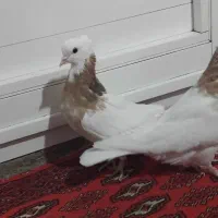 کبوترطوقی|پرنده|ماهیدشت, |دیوار