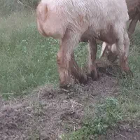 بره ماده بختیاری