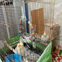 یک جفت عروس هلندی لوتینو