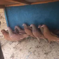 کفتر انگلیسی پرشی