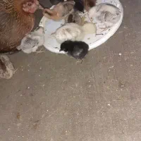 جوجه عربی وگلین|حیوانات مزرعه|سوسنگرد, |دیوار