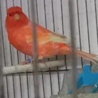 قناری سرخ (ردفاکتور)