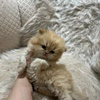 گربه پرشین|گربه|پردیس, فاز ۳|دیوار