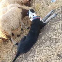 یک عددسگ آلابای یکساله معاوضه باسگ قدری جون|سگ|ایوان, |دیوار