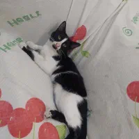 واگذاری توله گربه ۵ ماه