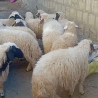 بره فروش|حیوانات مزرعه|گچی, |دیوار