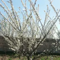باغ-ویلا-کرج