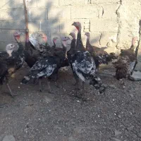 بوقلمون طبیعی برنزه بزرگ سالم و سرحال