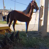 اسب مادیان