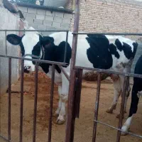 گاو گوساله|حیوانات مزرعه|شاهیوند, |دیوار