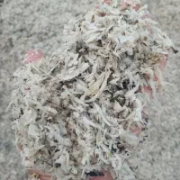 تفاله چغندر