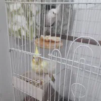 یک جفت عروس هلندی|پرنده|اقبالیه, |دیوار