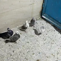 معاوضه کبوتر