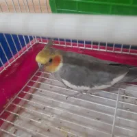 عروس هلندی سالم ۷ ماهه