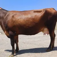 گاو گوساله نر|حیوانات مزرعه|ساوه, |دیوار