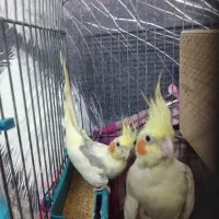 طوطی عروس هلندی