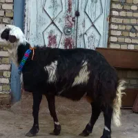 شیشک قوچ جنس بالا