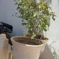 گلدان|صنایع دستی و سایر لوازم تزئینی|کرمانشاه, |دیوار