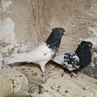 جفت کله سیاه جوون بازیکن پامیلی