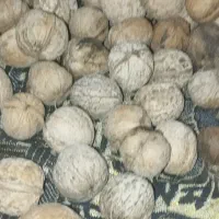 گردو درجه ۱ دالاهو