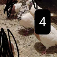 فروش کبوتر|پرنده|ملکان, |دیوار