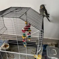 فروش عروس هلندی