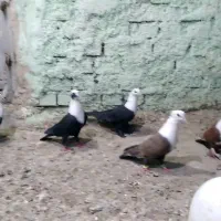 کبوتر کله سفید|پرنده|اهواز, شریعتی جنوبی|دیوار