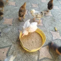 جوجه 4ماهه