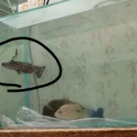 یک عدد ماهی پنکوسی چوبی