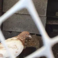 کبوتر کاکل زرد|پرنده|فیروزآباد (آذربایجان), |دیوار