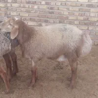 بره نر|حیوانات مزرعه|تربت جام, والفجر|دیوار