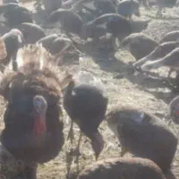 بوقلمون کوردی