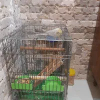 عروس هلندی نر|پرنده|بومهن, |دیوار