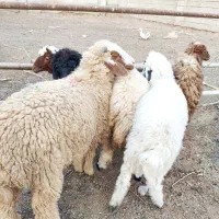 5عدد بره یا گوسفند 3تا نر ، 2تا ماده درجه یک|حیوانات مزرعه|اهواز, منازل کارون|دیوار