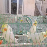 عروس هلندی|پرنده|آذرشهر, |دیوار