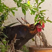 جوجه خروس جوان محلی