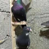 تعدادی کبوتردرماهان