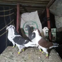 کفتر قلدور پرشی|پرنده|درمیان, |دیوار