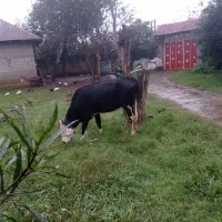 تلیسه سیمینتال