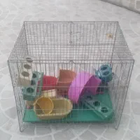 قفس قناری و مرغ عشق