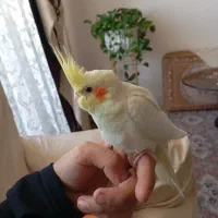 عروس هلندی نر