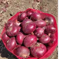 تخم پیاز قرمز بناب تضمینی|گل و گیاه طبیعی|بناب, |دیوار